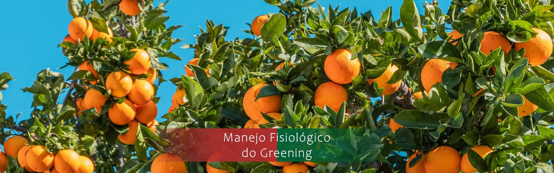 Visando a Sustentabilidade do Agronegócio brasileiro.